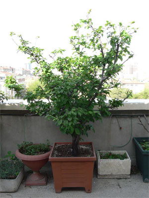 dwarf plum tree