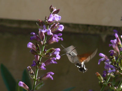 macroglossum stellatarum  (Hummingbird Hawk-moth )