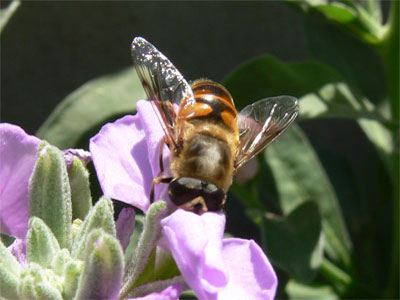 common honey bee