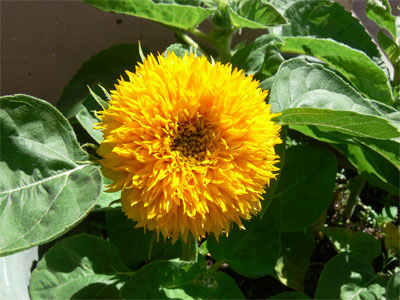 sunflower (teddy bear)