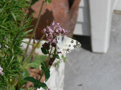 Pontia Chloridice (small dotted angel)