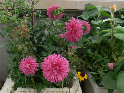 pink double aster