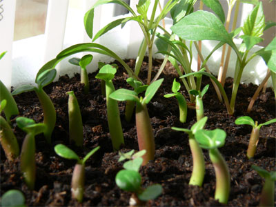 adenium arabicum seedlings