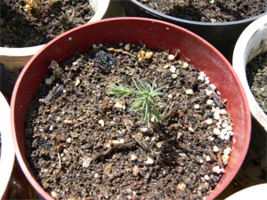 blue cypress seedling